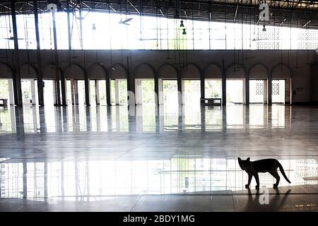 Dhaka 10 avril 2020. Un animal domestique à l'intérieur d'une mosquée nationale vide Baitul Mukarram pendant le maintien au milieu de l'éclosion de coronavirus à Dhaka. Banque D'Images