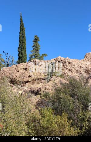 Montagnes de grès couvertes de buissons, un arbre de Boojum et des arbres Evergreen dans un paysage désertique en Superior, Arizona, États-Unis Banque D'Images