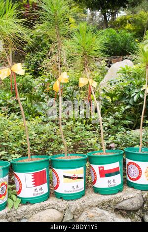 5 juin 2019-Baguio City Philippines : pots verts où de jeunes pins sont plantés et étiquetés avec différents pays et leurs drapeaux. C'est loc Banque D'Images