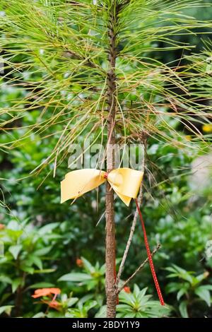 Un très jeune pin avec un ruban jaune sur la branche. Pépinière de pins sur la croissance dans les pins. Banque D'Images