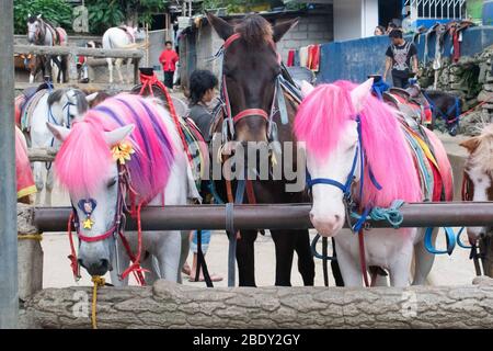 5 juin 2019-Baguio City Philippines : étalon de couleur rose pour l'équitation dans Baguio City Philippines Banque D'Images