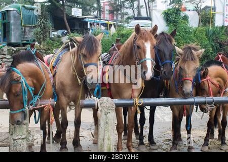 5 juin 2019-Baguio City Philippines : des étalons bruns au parc wright de Baguio pour l'équitation. Banque D'Images