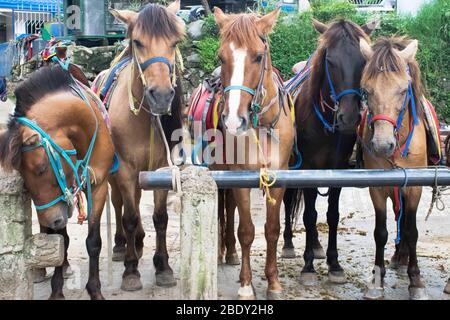 5 juin 2019-Baguio City Philippines : parc Wright à Baguio City. Activité équestre à cheval dans la capitale estivale des Philippines Banque D'Images