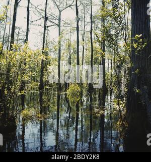 Okefenokee Swamp, Géorgie Banque D'Images