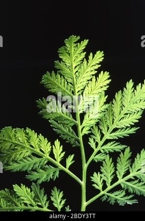 Wormwood annuel Banque D'Images