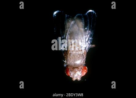 Drosophila ailé Banque D'Images