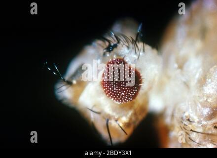 Drosophila, mutation sans yeux Banque D'Images