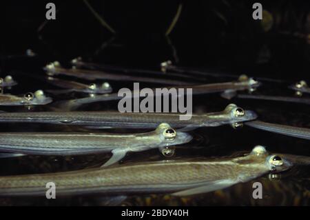Poisson Pacifique à quatre yeux (Anableps dowei) Banque D'Images