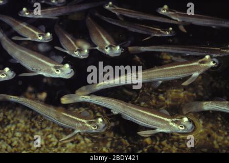 Poisson Pacifique à quatre yeux (Anableps dowei) Banque D'Images