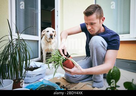 Travaux ménagers au printemps. Jeune homme pendant la transplantation de plantes dans un nouveau pot. Banque D'Images
