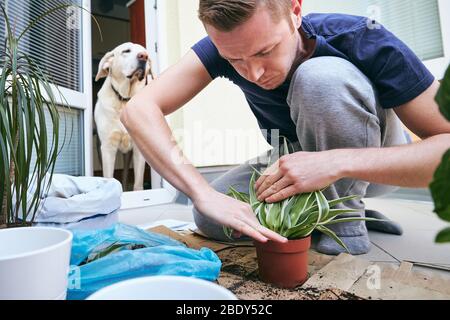 Travaux ménagers au printemps. Jeune homme pendant la transplantation de plantes dans un nouveau pot. Banque D'Images