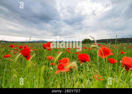 Papaver rhoeas Banque D'Images