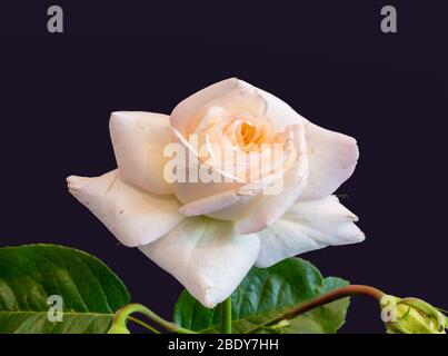 macro fleur de rose jaune blanc, fond bleu foncé, art de couleur toujours vie d'une fleur isolée avec feuilles et bouton verts, texture détaillée Banque D'Images