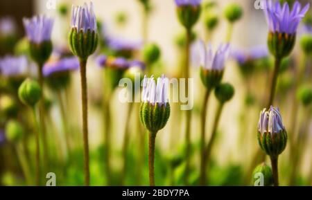 Gros plan de plantes à roulettes, Felicia amelloides, de la famille des Marguerite, Asteraceae Banque D'Images