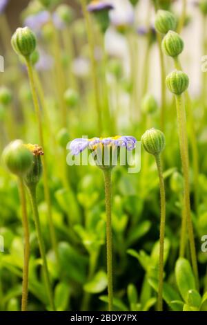 Gros plan de plantes à roulettes, Felicia amelloides, de la famille des Marguerite, Asteraceae Banque D'Images