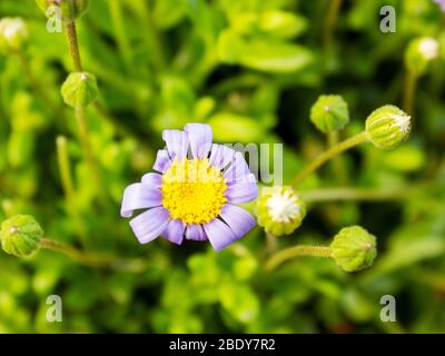 Gros plan de plantes à roulettes, Felicia amelloides, de la famille des Marguerite, Asteraceae Banque D'Images