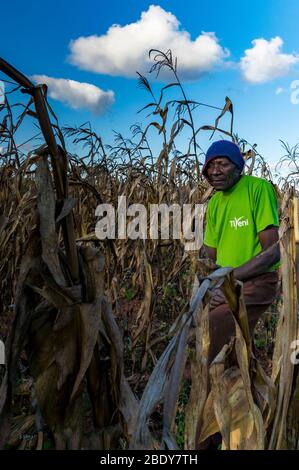 Agriculteur âgé parmi son champ de maïs (agriculture durable) près de Mzuzu, Malawi, portant un t-shirt vert orné du logo de l'ONG Tiyeni Banque D'Images