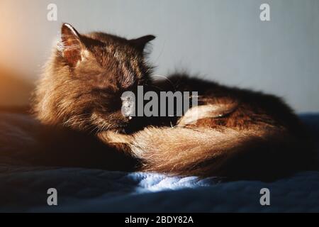 Image rapprochée de la pose du chat noir. Banque D'Images