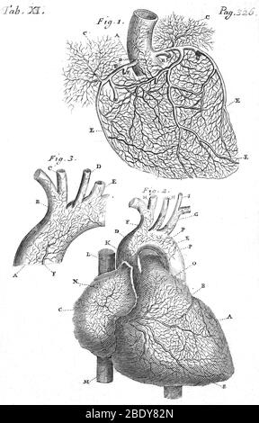 Anatomie cardiaque, Illustration, 1703 Banque D'Images