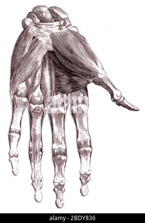Muscles, main, Illustration Albinus, 1734 Banque D'Images
