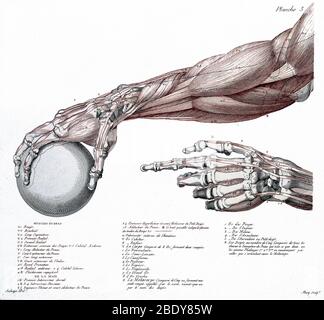 Bras, anatomie, Illustration de récupération, 1812 Banque D'Images