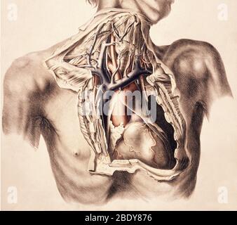 Artères, Thorax et cou, Illustration, 1844 Banque D'Images