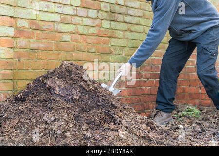 Compostage, homme tournant un tas de compost dans un jardin, Royaume-Uni Banque D'Images