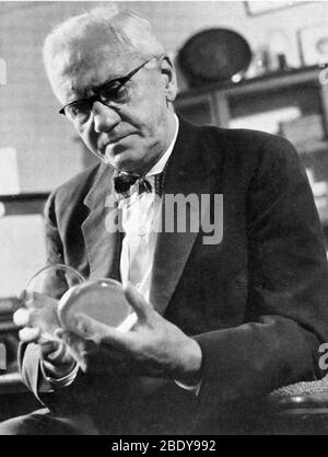 Alexander Fleming, biologiste écossais Banque D'Images