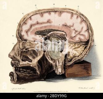 Cerveau, Illustration anatomique, 1802 Banque D'Images