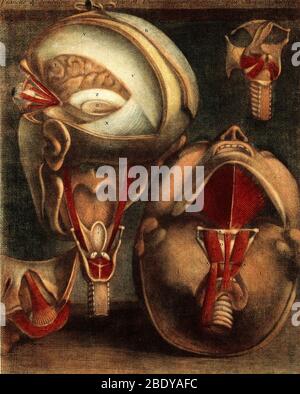 Muscles de l'œil et du larynx, illustration Banque D'Images