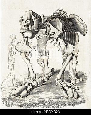 Mégotherium et squelettes humains, 1822 Banque D'Images