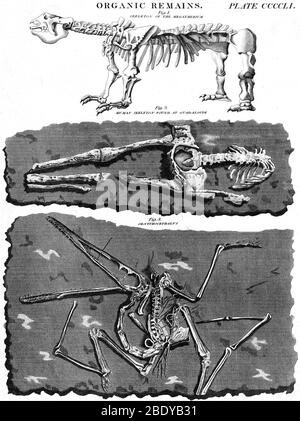 Mégotherium, squelette humain et oiseau, 1800 Banque D'Images