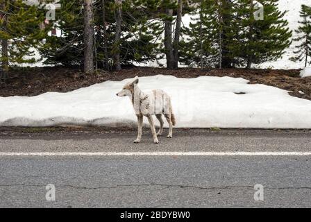 Jeune coyote blanc sur la route dans le parc national de Yellowstone Banque D'Images