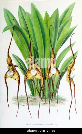 Orchid, chimère Masdevallia, 1880 Banque D'Images
