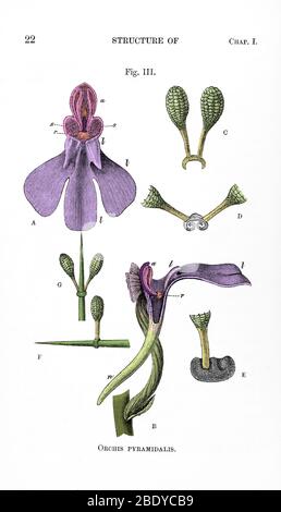 Darwin's Orchis Pyramidalis, illustration Banque D'Images