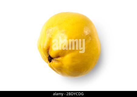Coing jaune mûr isolé sur fond blanc Banque D'Images