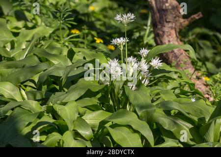 Ail sauvage Allum ursinum une plante semi-vergreen de bois de zones humides et ombragées ail doux comestible goût avec des fleurs blanches six longs pétales pointés Banque D'Images