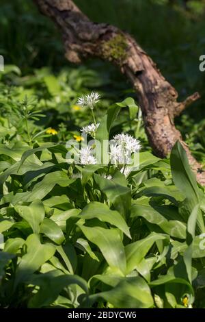 Ail sauvage Allum ursinum une plante semi-vergreen de bois de zones humides et ombragées ail doux comestible goût avec des fleurs blanches six longs pétales pointés Banque D'Images