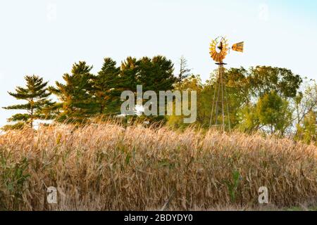 Tiges de maïs en premier plan avec moulin à vent et arbres en arrière-plan pendant l'automne Banque D'Images