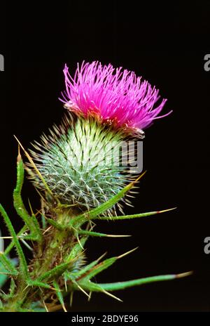 Cirse Avec Sa Fleur Pourpre De Plus En Plus La Tête Sur Le Côté De La 