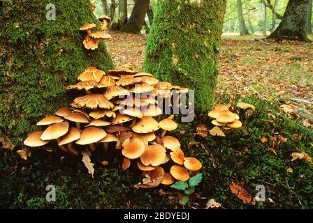 Guernesey. Champignons. Gros plan des grappes de champignons du miel sur les troncs d'arbres couverts de mousse. Banque D'Images