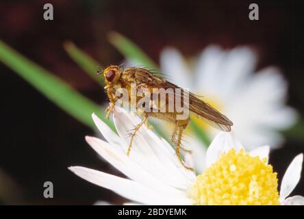 Guernesey. Faune. Insectes. Jaune Dung Fly sur la fleur. Scathophaga stercoraria Banque D'Images