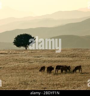 Troupeau de veaux pacage dans un champ avec arbre seul, sur fond montagne couche crête de Sicile le soir Banque D'Images