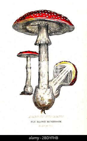 Champignons venimeux, Illustration Banque D'Images