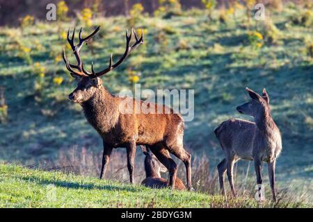 Red Deer rut , Stag et Hinds Banque D'Images