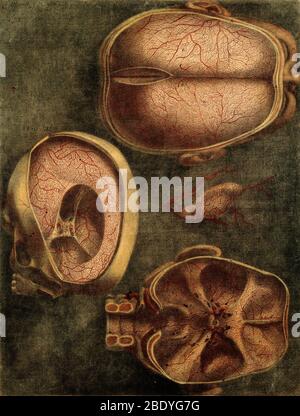 Dissection anatomique, illustration du XVIIIe siècle Banque D'Images