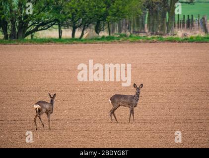 Paire de cerfs de roe dans le champ labouré regardant attentif et alerte, East Lothian, Ecosse, Royaume-Uni Banque D'Images