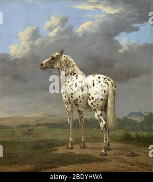 Cheval Piebald, XVIIe siècle Banque D'Images