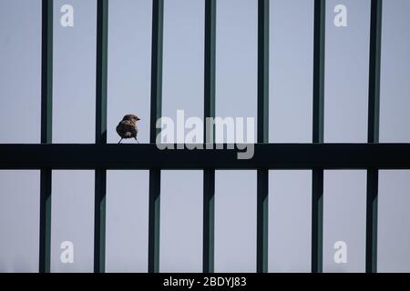 Sparrow sur une clôture métallique. Banque D'Images