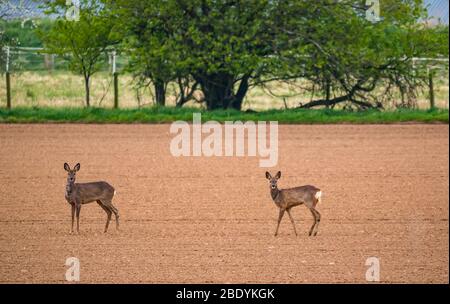 Paire de cerfs de roe dans le champ labouré regardant attentif et alerte, East Lothian, Ecosse, Royaume-Uni Banque D'Images